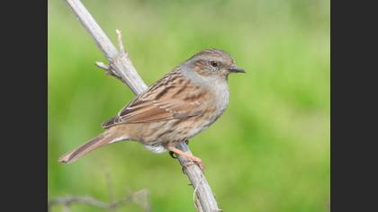 Dunnock