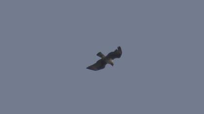 Bonelli`s Eagle
