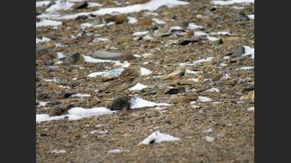 Greater Short-toed Lark