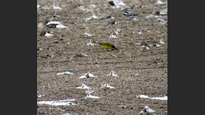 Western Yellow Wagtail