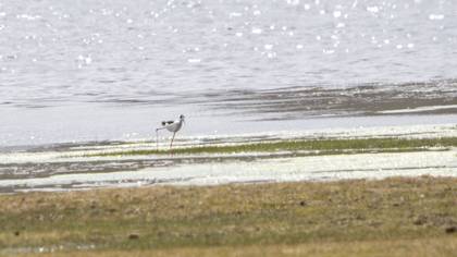 Black-winged Stilt