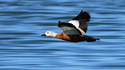 Ruddy Shelduck