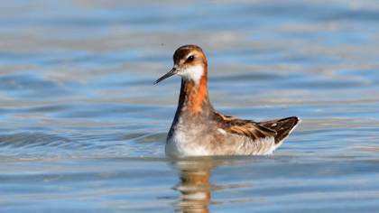Red-necked Phalarope