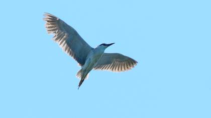 Black-crowned Night Heron