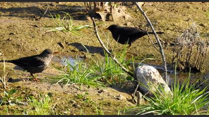 Common Blackbird
