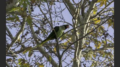 Alexandrine Parakeet