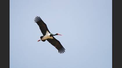 Black Stork