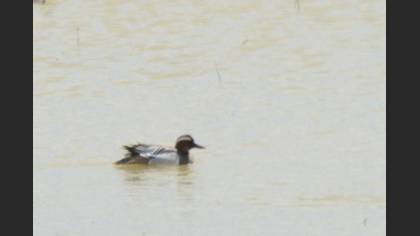 Garganey
