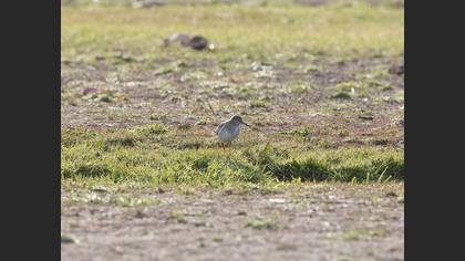 Common Redshank