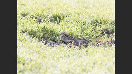 Common Snipe