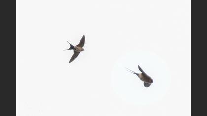 European Red-rumped Swallow