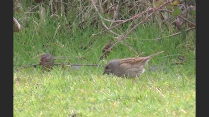 Dunnock
