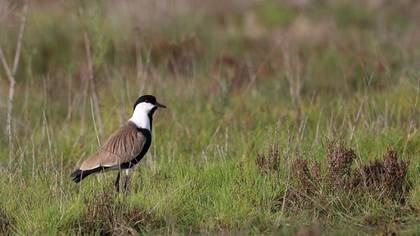 Spur-winged Lapwing