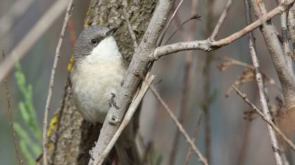 Lesser Whitethroat