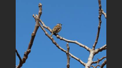 Eurasian Tree Sparrow