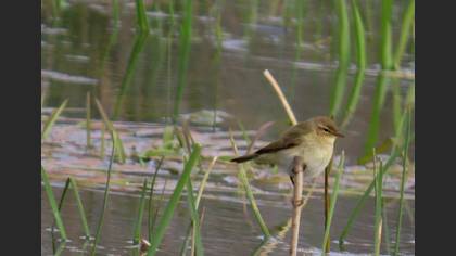Common Chiffchaff