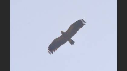 Lesser Spotted Eagle