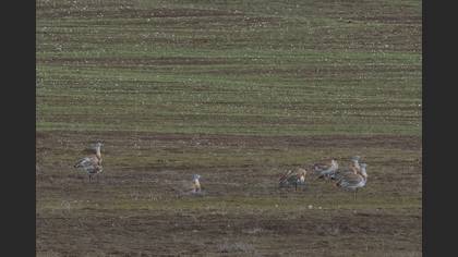 Great Bustard