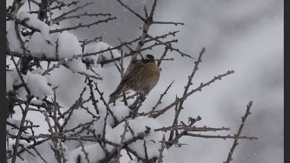 Radde`s Accentor