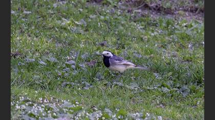 White Wagtail