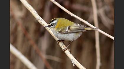 Common Firecrest