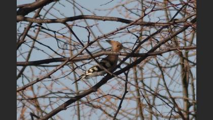 Common Hoopoe