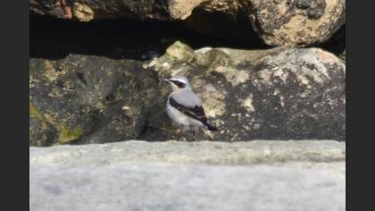 Northern Wheatear