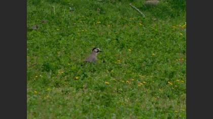 Eurasian Jay