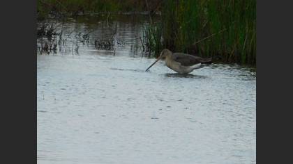 Black-tailed Godwit