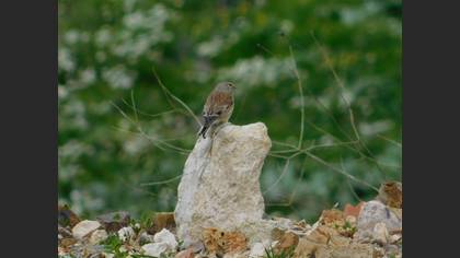 Common Linnet