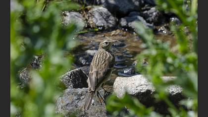 Water Pipit