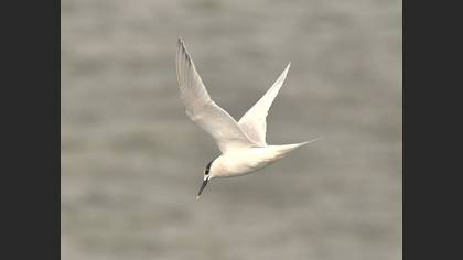 Sandwich Tern