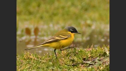 Western Yellow Wagtail