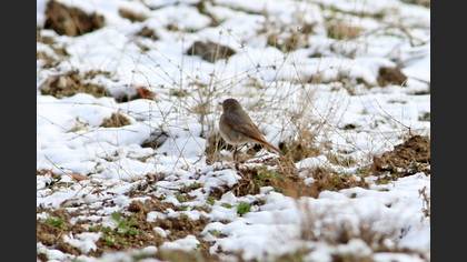 Black Redstart