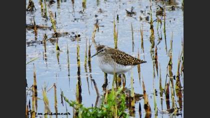 Wood Sandpiper