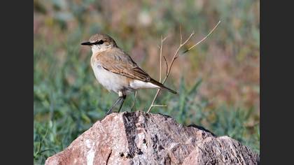 Isabelline Wheatear