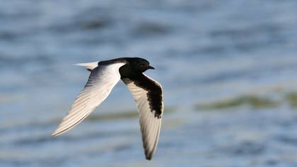 White-winged Tern