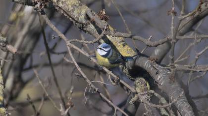 Eurasian Blue Tit