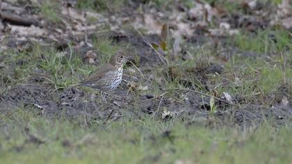 Song Thrush