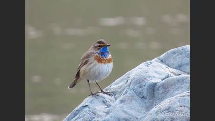 Bluethroat