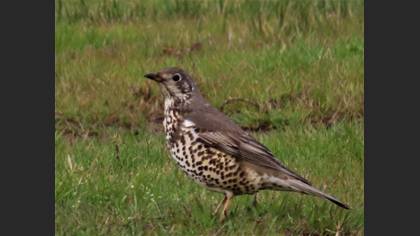 Mistle Thrush