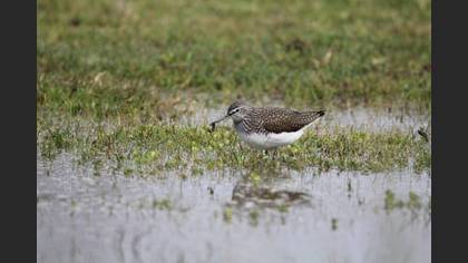 Green Sandpiper