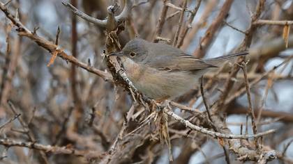 Subalpine Warbler