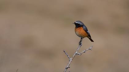 Common Redstart