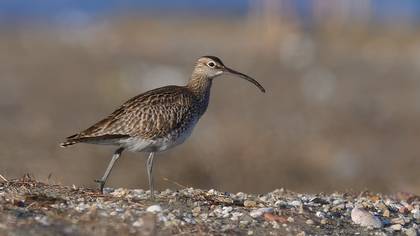 Eurasian Whimbrel