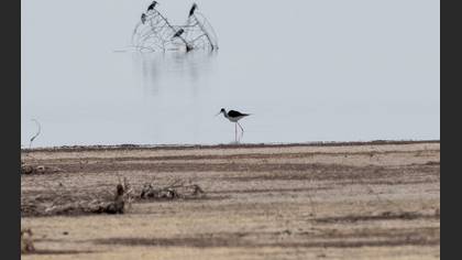 Black-winged Stilt