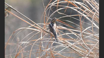 Eurasian Wryneck