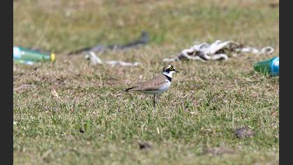 Little Ringed Plover