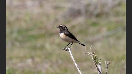 Cyprus Wheatear