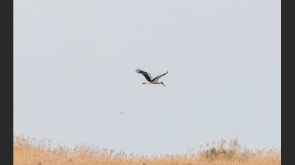 White Stork